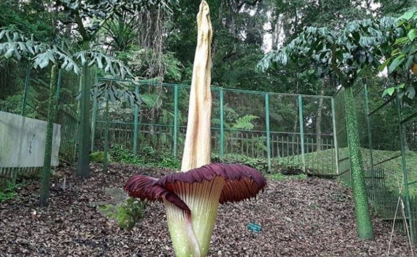 Kebun Raya Liwa, Indonesia, Indonesia